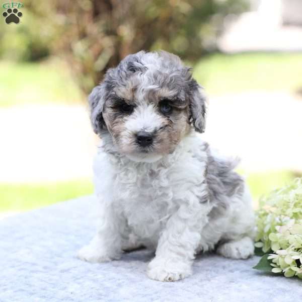Ringo, Bich-Poo Puppy